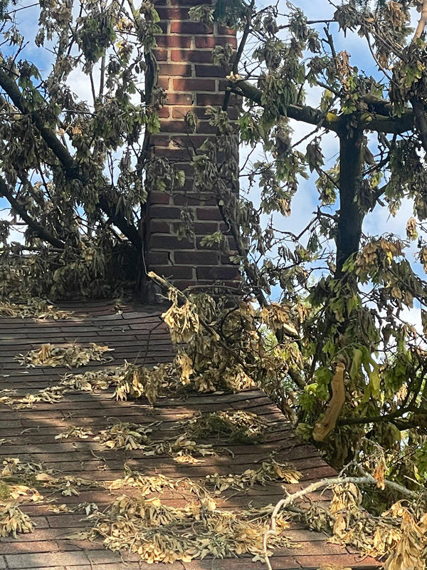 StormDamage_johnnysTreesServices-(3)
