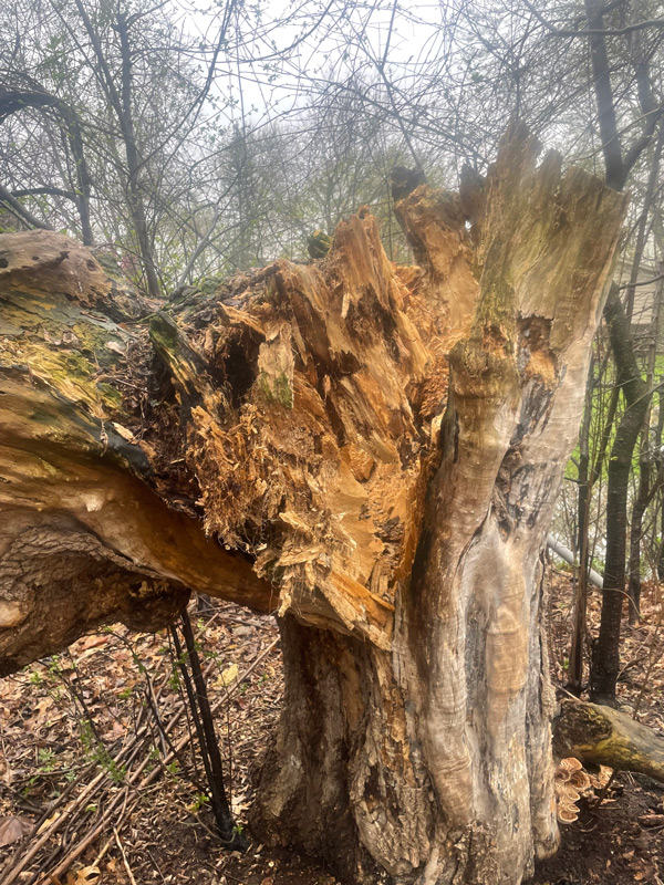 StormDamage_johnnysTreesServices-(4)