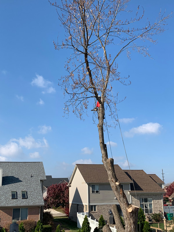 treeremoval4